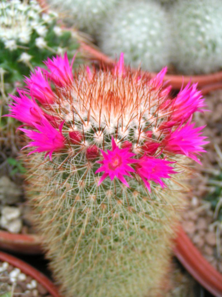 Mammillaria magnifica